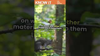 10 Interesting Facts About Squirrels  KNOW iT [upl. by Zetnom638]