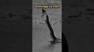 Anhinga vs fish trending shorts viral shortvideo [upl. by Annadroj]