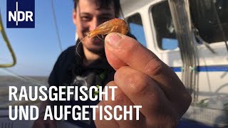 Fischereihafen Cuxhaven Täglich frischer Fisch  Die Nordreportage  NDR Doku [upl. by Ahsimin]