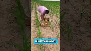 Los agricultores en Tailandia no usan pesticidas en sus campos [upl. by Mathilda]