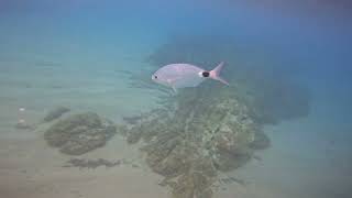 Snorkeling  Platja de les Roques Blanques  Spain  31082024 [upl. by Retseh]