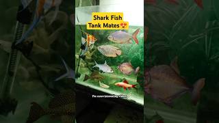 Shark Fish Tank Mates 😍 aquarium pets petsvlog petfish sharkfish shark trending shorts [upl. by Tasha787]