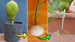 Cool Method Propagation Jackfruit Tree From Cutting Branches  How to make roots with eggs [upl. by Adlanor]