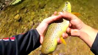 West Clear Creek Az 2019 trout fishing  Mastodon stairway to heaven [upl. by Zimmer]