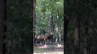 Bugle to start your day outdoorphotography elk outdoors missouri photography [upl. by Naid]