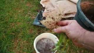 grow Mycorrhizae Fungi fast [upl. by Waligore]