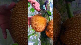 fantastic jackfruit cutting asmr jackfruit satisfying [upl. by Akli]