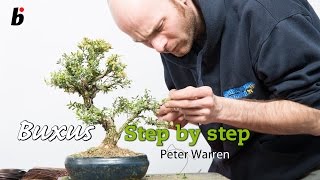 Step by step guide for BUXUS HARLANDII [upl. by Jocelyne296]