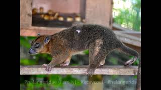 Phalangeridae Family Кускусові Phalangerids [upl. by Lenahc519]