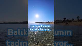 DİDİM ALTINKUMDA BALIKLAR KASIM AYININ TADINI ÇIKARIYOR [upl. by Idzik]