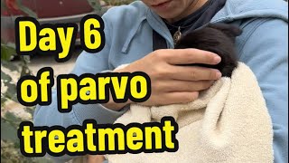 Part 12 Day 6 of parvo treatment Parvo puppies Parvovirus treatment [upl. by Marissa]