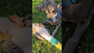 Weimaraner puppy SCHATTEN 6 month old October 2024 [upl. by Sams181]