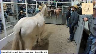 Boonville Livestock Sales  Horse Sale  Boonville MO [upl. by Lowrance]