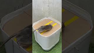 Best mouse ideasgood rat traps at home rat rattrap [upl. by Tenney904]