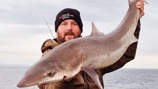 Shore caught Tope fishing Wales 2024  big bass fishing moments in Wales  UK shark fishing  sea [upl. by Rehpotsirhc858]