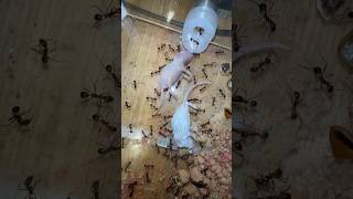 Ants VS Mice [upl. by Nyrek611]