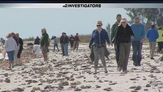 NBC2 Investigation Health of the Caloosahatchee River [upl. by Asor]