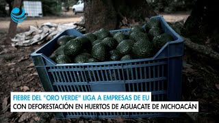 Fiebre del quotoro verdequot liga a empresas de EU con deforestación en huertos de aguacate de Michoacán [upl. by Yddeg]