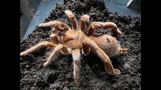 Pelinobius muticus King Baboon Tarantula rehouse and care [upl. by Anoel]