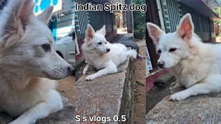 pomeranian dog  baby dog  indian Spitz dog  baby dog barking  dog video  cute dog video [upl. by Cherida]