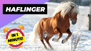 Haflinger  In 1 Minute 🐴 One Of The Most Beautiful Horses In The World  1 Minute Animals [upl. by Ellehsat]