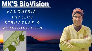 Vaucheria Thallus Structure amp Reproduction BSc Part 1 Botany [upl. by Shepard934]