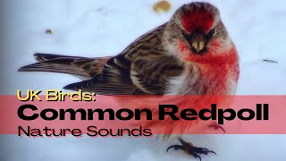 Common Redpoll UK Birds Bird Song Identifier Field Recording Bird Song Bird Call Nature Sounds [upl. by Pirnot187]