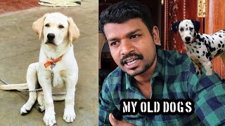 RAMBOS UNKNOWN FACTS  MY OLD DOGS  Q and A  TAMIL  Parthi Vlogger [upl. by Veedis]