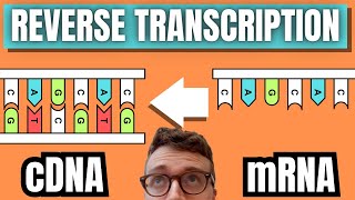 cDNA Synthesis By Reverse Transcription [upl. by Saraann]