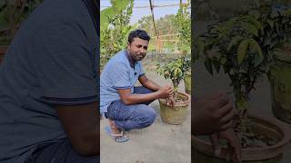 Escarlat jaboticaba in my garden fruiting trending shorts jaboticaba homegarden farming [upl. by Dianuj]