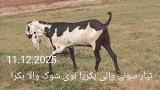 havi shok ki bakriya or baridar bakra rabta 03114132299 [upl. by Anallise]