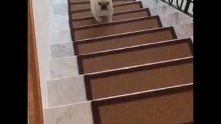 Stair Treads for Dogs [upl. by Adiahs]