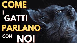 IL LINGUAGGIO DEI GATTI [upl. by Vilma]