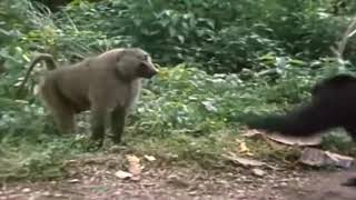 2 Chimpanzees VS Baboon [upl. by Eve311]