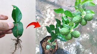 Good skills Growing a graft kaffir lime tree from kaffir lime leaves [upl. by Cherie]