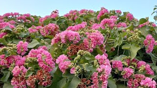 growing dombeya seminole mountain hydrangea gardendesign plants flowers garden [upl. by Punke]