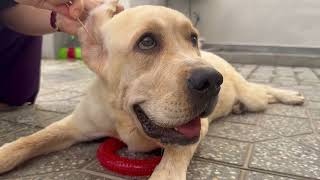 Adorable Golden Retriever Dog Greatest Clean Ears [upl. by Ocicnarf985]