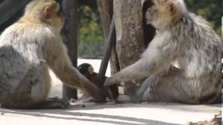 Putziger Affennachwuchs im Zoo Aschersleben [upl. by Eirrok]