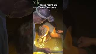 Proses pengambilan dolar dari mulut indukan arowana shortvideo real panen arwana superredarwana [upl. by Barren985]