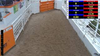 Woodward Livestock Auction Live Stream [upl. by Yrroc]