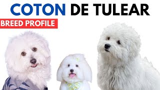 Coton De Tulear Breed Profile History  Price  Traits  Coton De Tulear Grooming Needs  Lifespan [upl. by Temhem55]