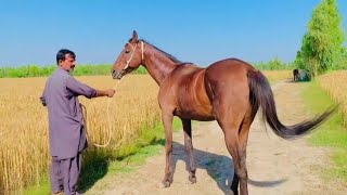 Horse Meeting First Time Female Horse Breeding How To Mating Horses Full Mating [upl. by Ermin]