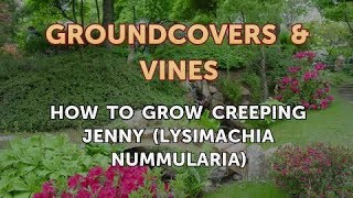 How to Grow Creeping Jenny Lysimachia Nummularia [upl. by Sidnak446]