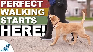 The MOST Important 20 ft In Your Leash Walking Training [upl. by Jew]