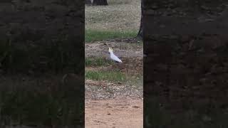 Sulphur crested Cockatoo in the wild [upl. by Mundy]