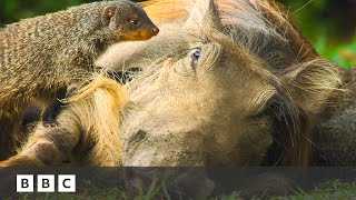 Mongoose pups give warthogs a spa day  Serengeti  BBC [upl. by Dolan]