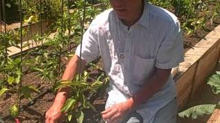 Adjusting Drip Emitters in a Raised Bed with 60 Sweet and Hot Peppers [upl. by Acinomaj186]