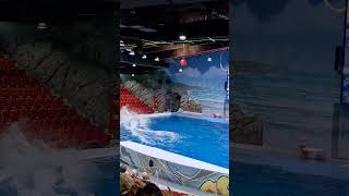 Dolphins jumping and trainer rides Dolphin swimming fast trainer viralvideo shortvideo fish [upl. by Rubinstein411]