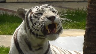 Tigre de Bengala blanco  Zoológico de San Juan de Aragón [upl. by Ahsikcin]