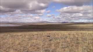 Training a Catahoula Leopard Dog [upl. by Evanthe]